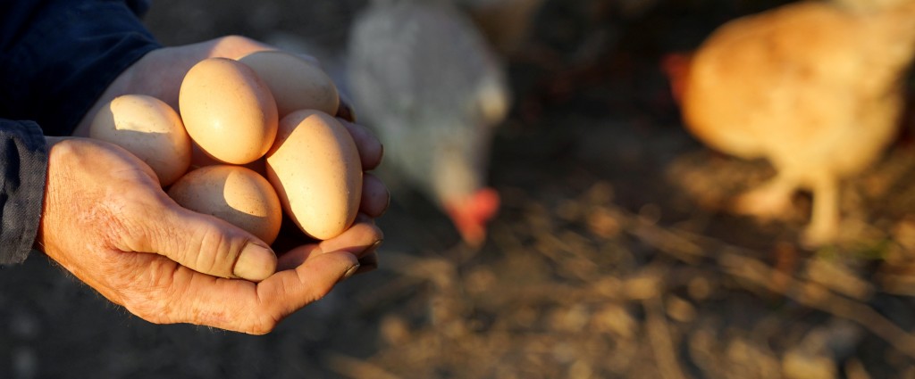 Farmer holding fresh organic eggs